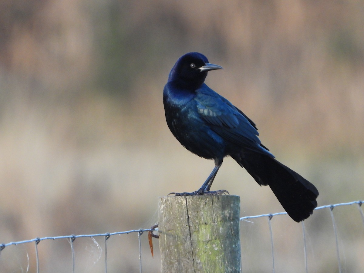 Boat-tailed Grackle - ML647347107