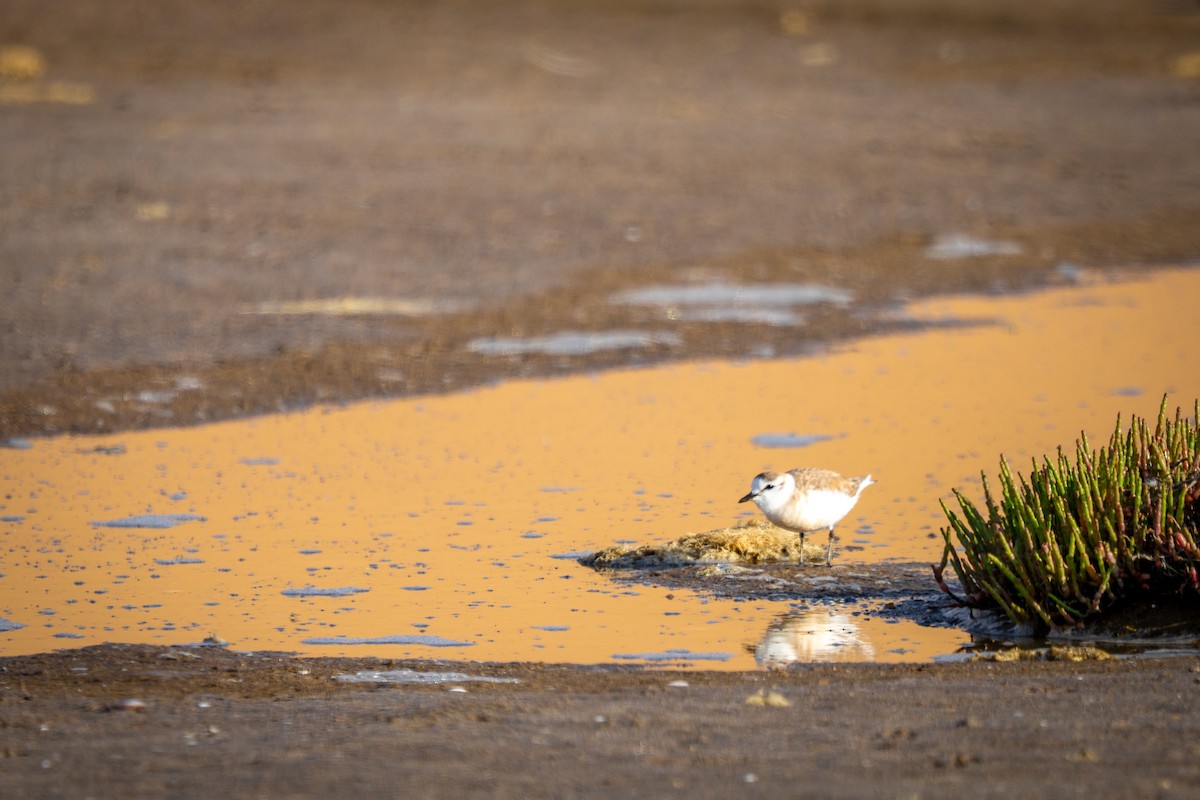 White-fronted Plover - ML647347109