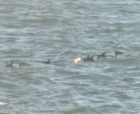 Amerika Kara Ördeği - ML647347147