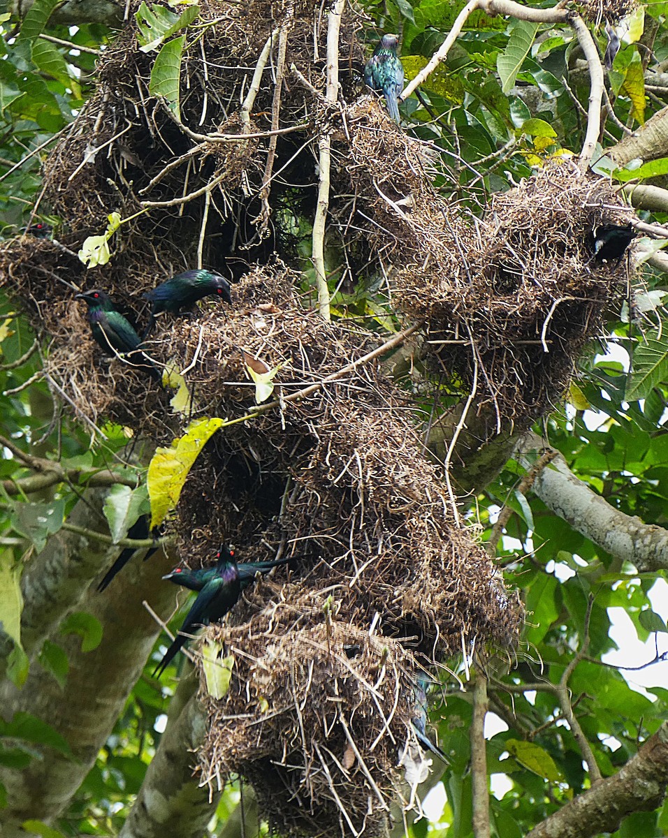 špaček lesklý - ML647347149