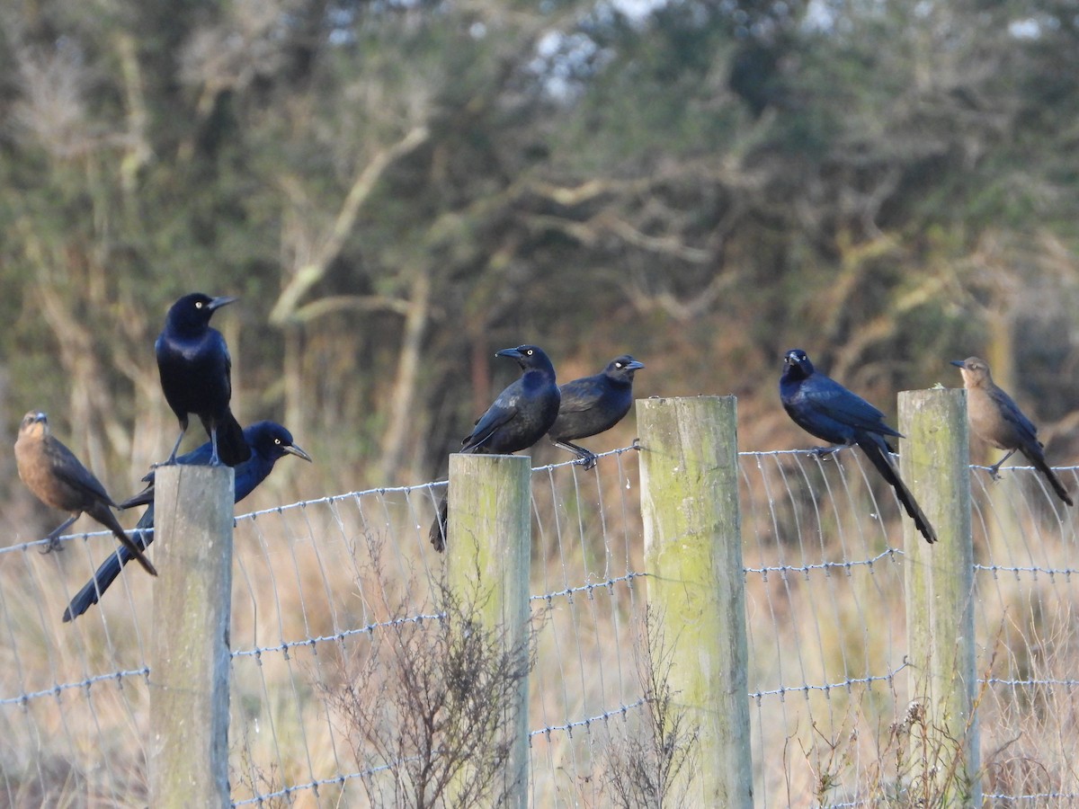 Great-tailed Grackle - ML647347159