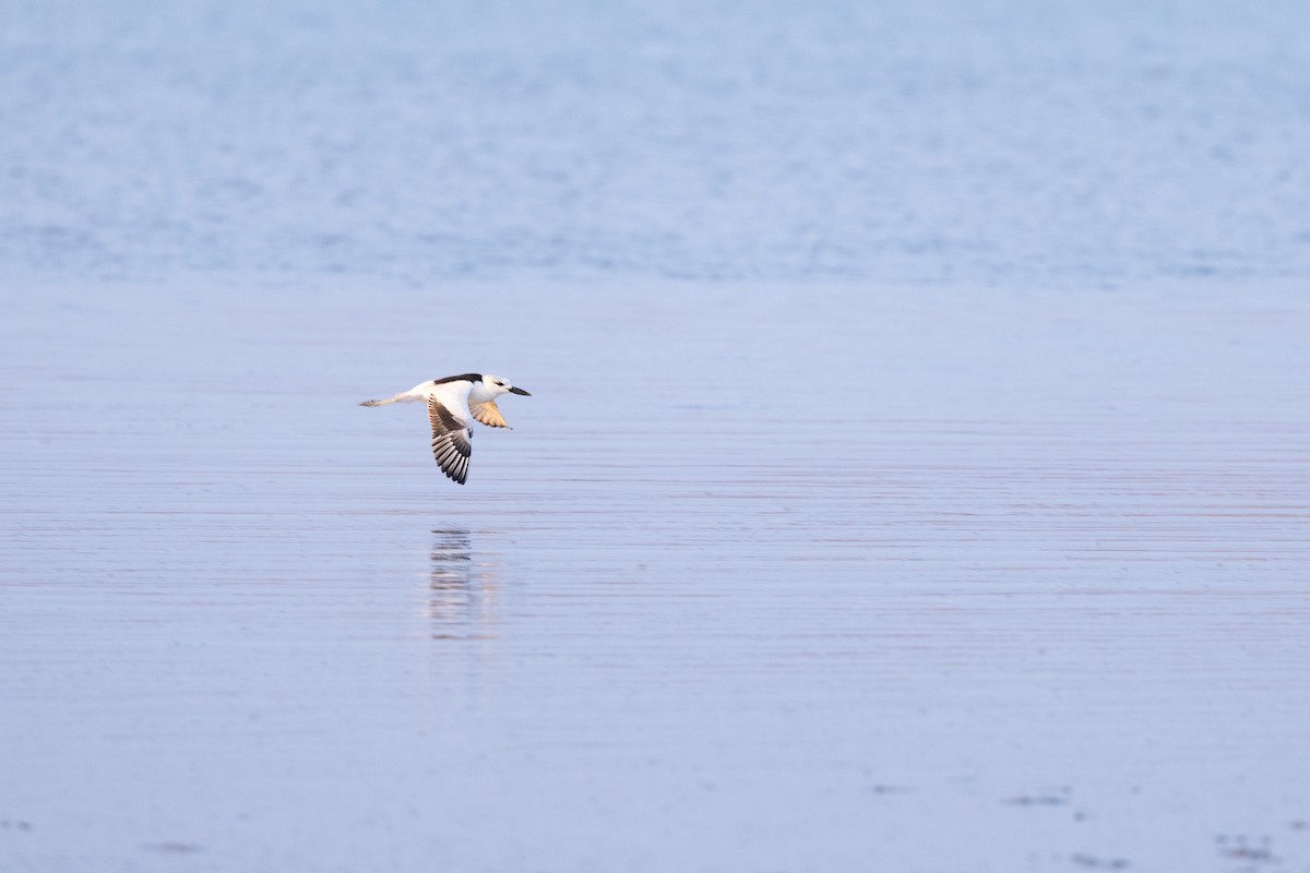 Dromas karramarrozalea - ML647347164