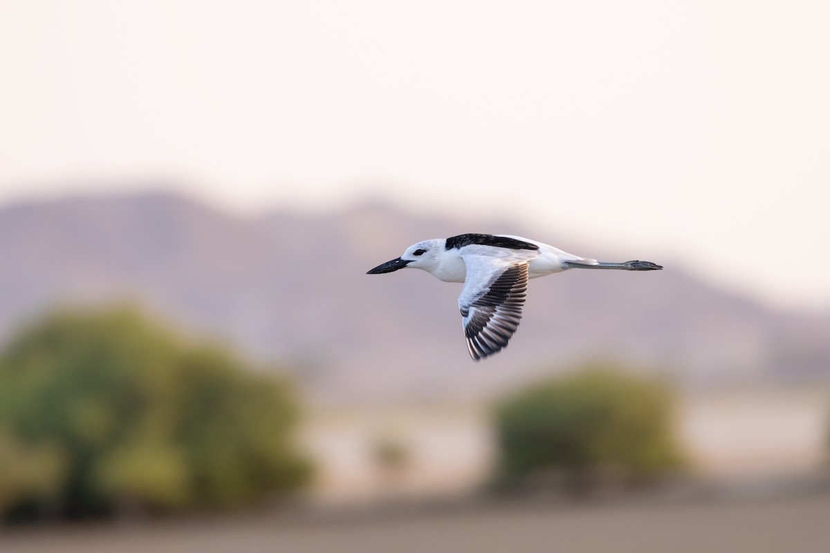 Dromas karramarrozalea - ML647347165