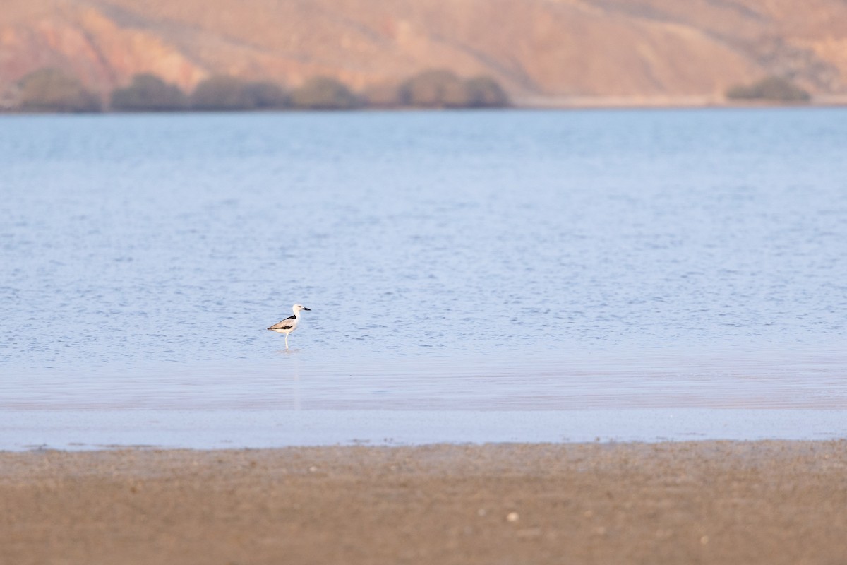 Dromas karramarrozalea - ML647347166