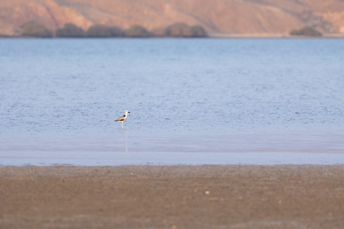 Dromas karramarrozalea - ML647347167