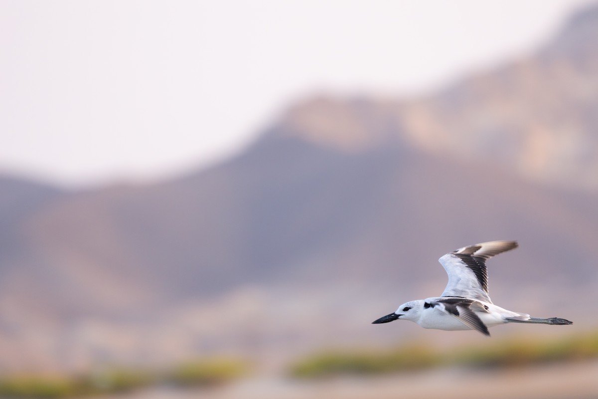 Dromas karramarrozalea - ML647347168