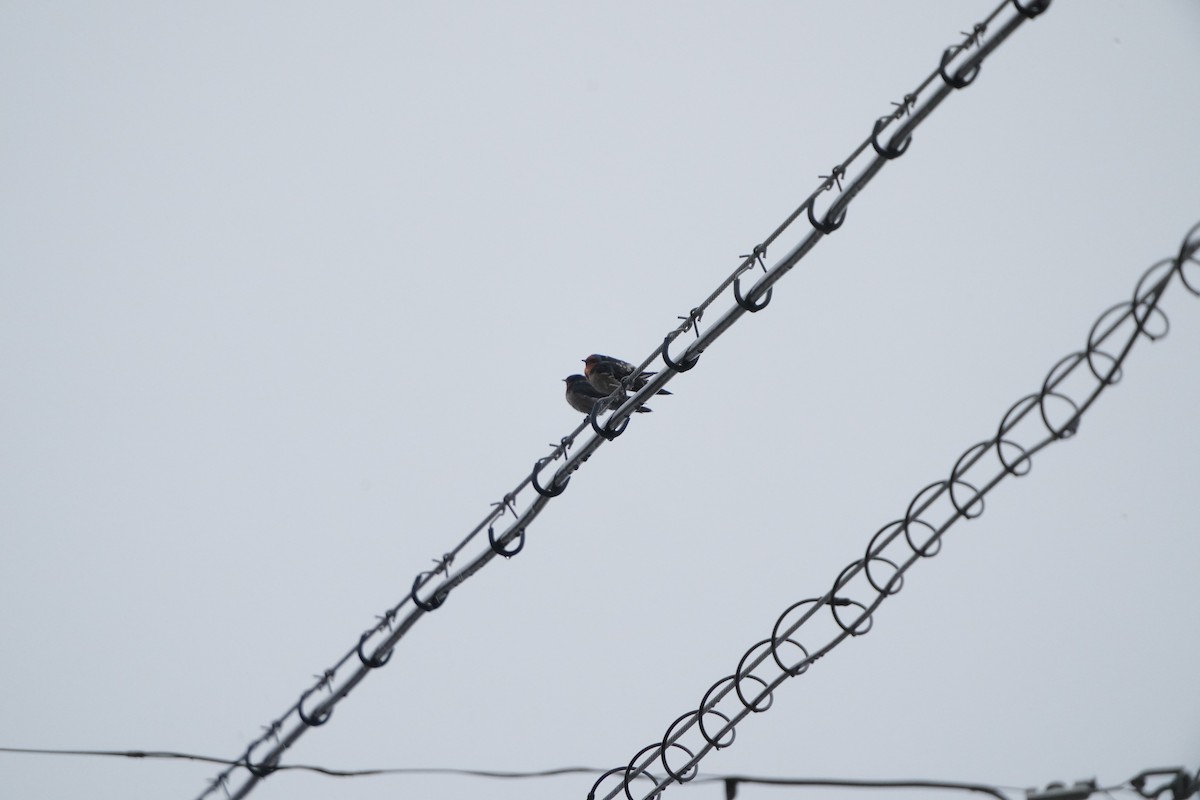 Pacific Swallow - ML647347169