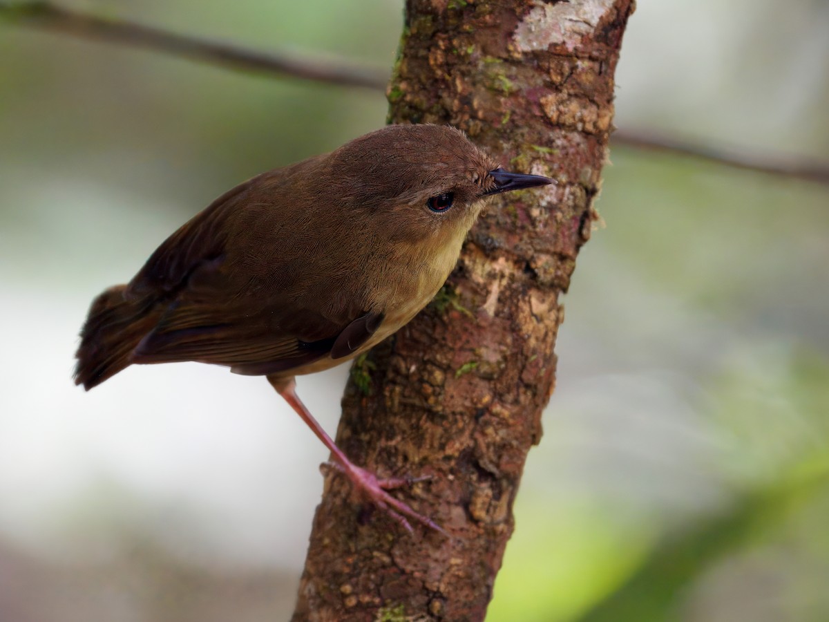Atherton Scrubwren - ML647347170
