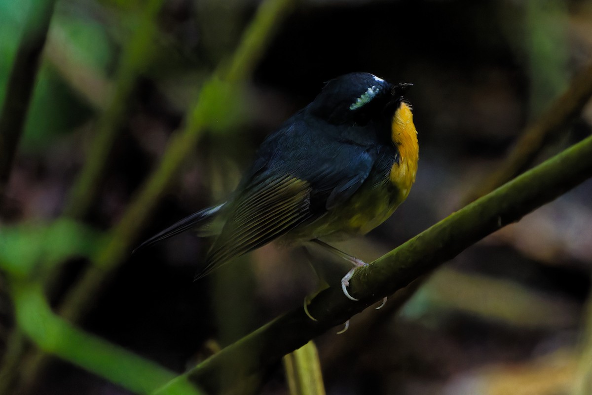 Snowy-browed Flycatcher - ML647347171