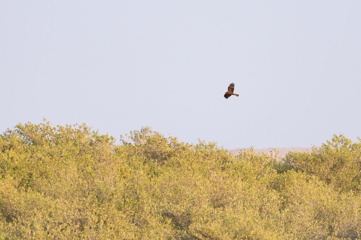 Zingira-mirotz eurasiarra - ML647347172