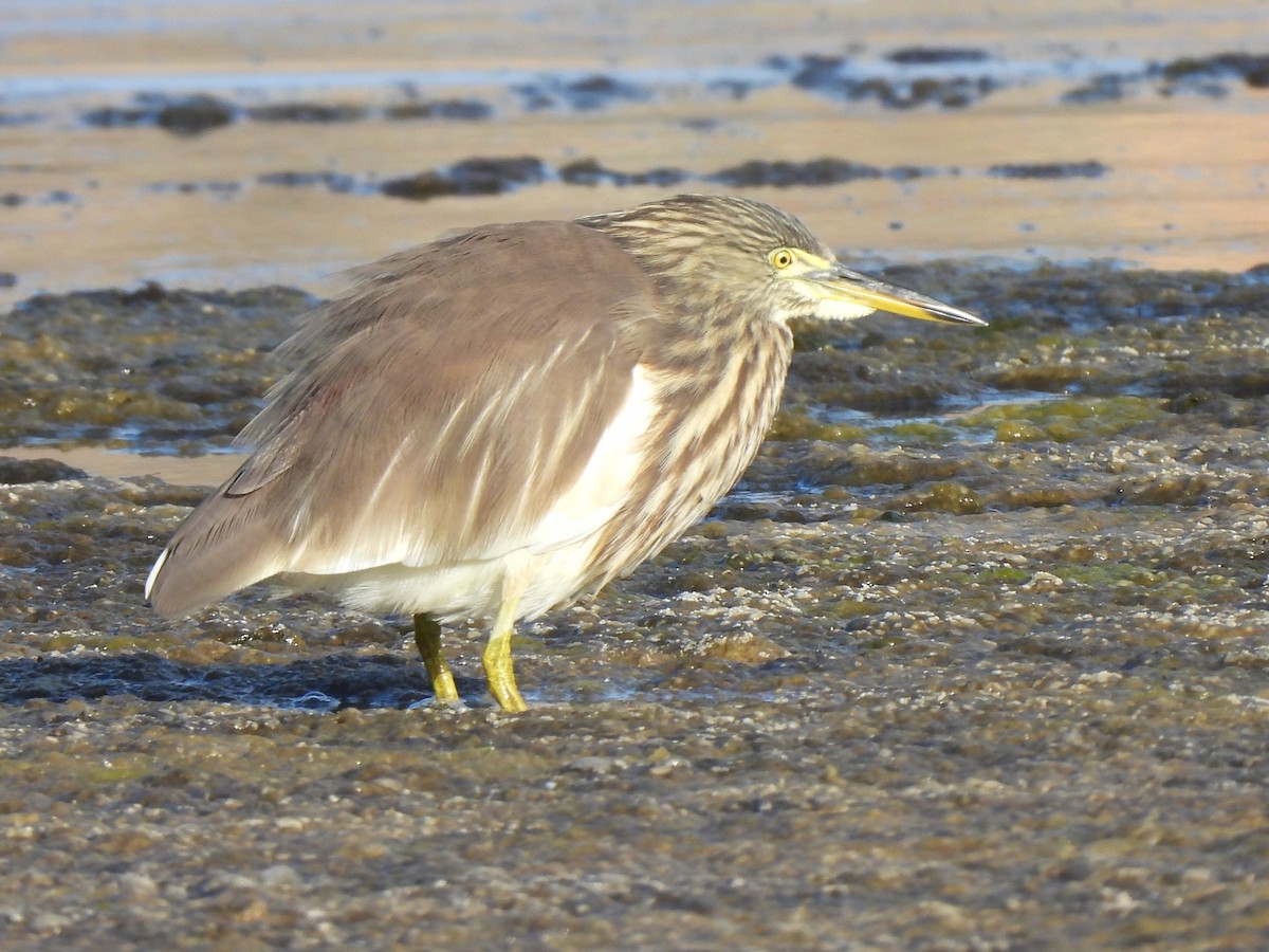 Indian Pond-Heron - ML647347173