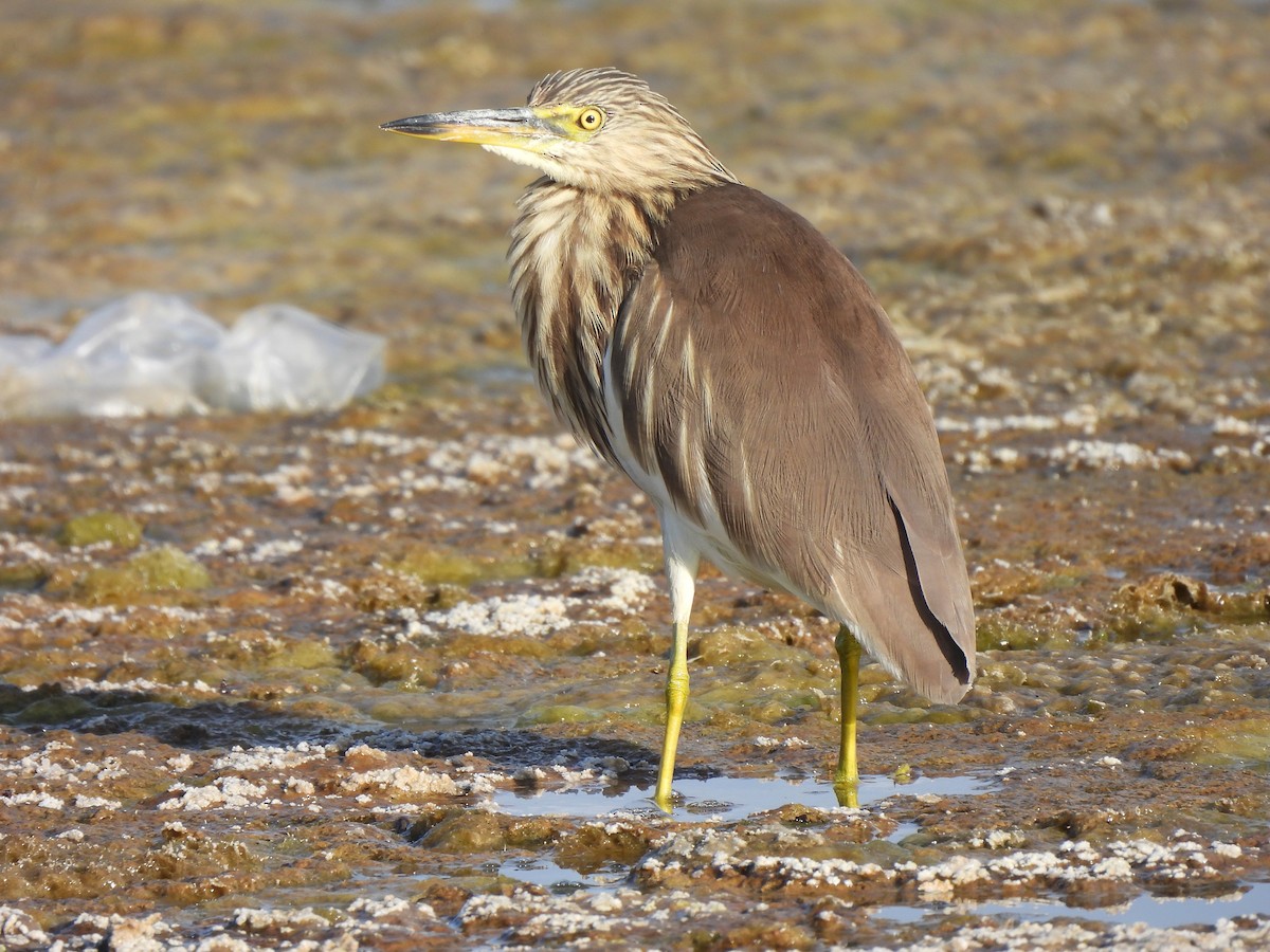 Indian Pond-Heron - ML647347174