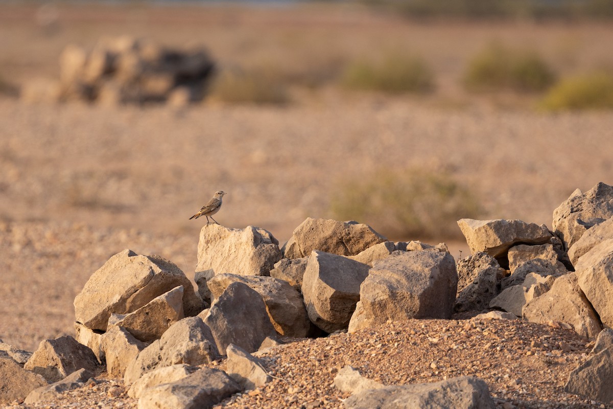 Buztanzuri kaspiarra - ML647347179