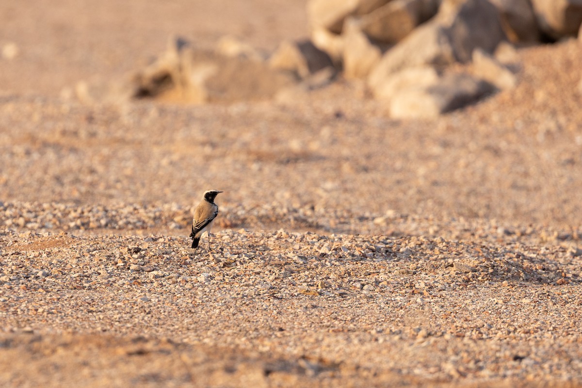 Basamortuko buztanzuria - ML647347180