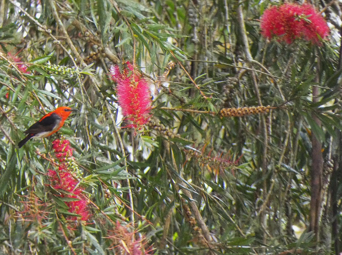 Scarlet Myzomela - ML647347181