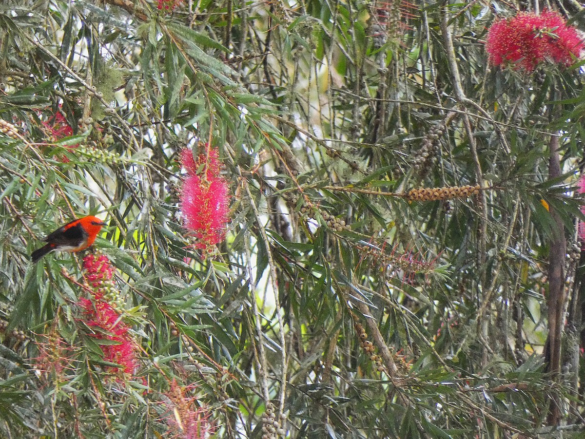 Scarlet Myzomela - ML647347182