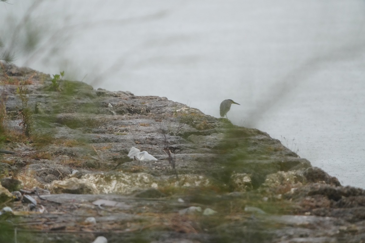 Amiltxori arrunta - ML647347183