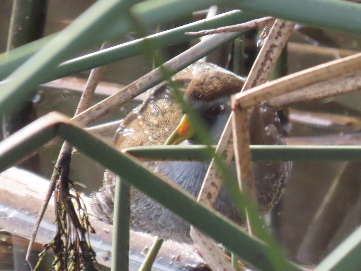 Sora uroilanda - ML647347184