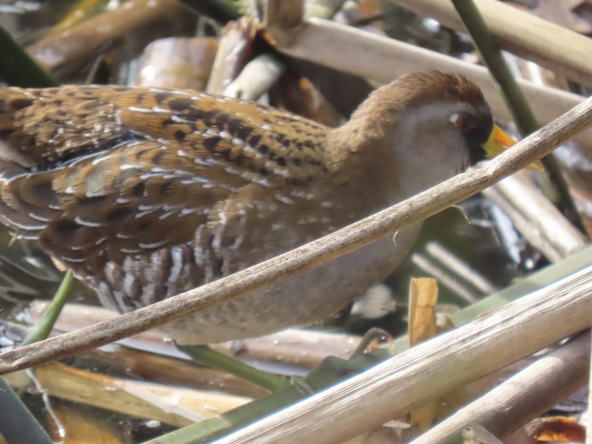 Sora uroilanda - ML647347185