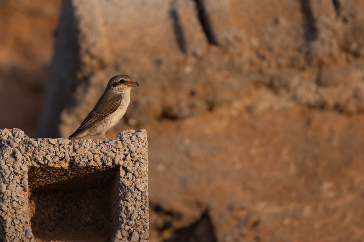 Antzandobi isabeldarra - ML647347186