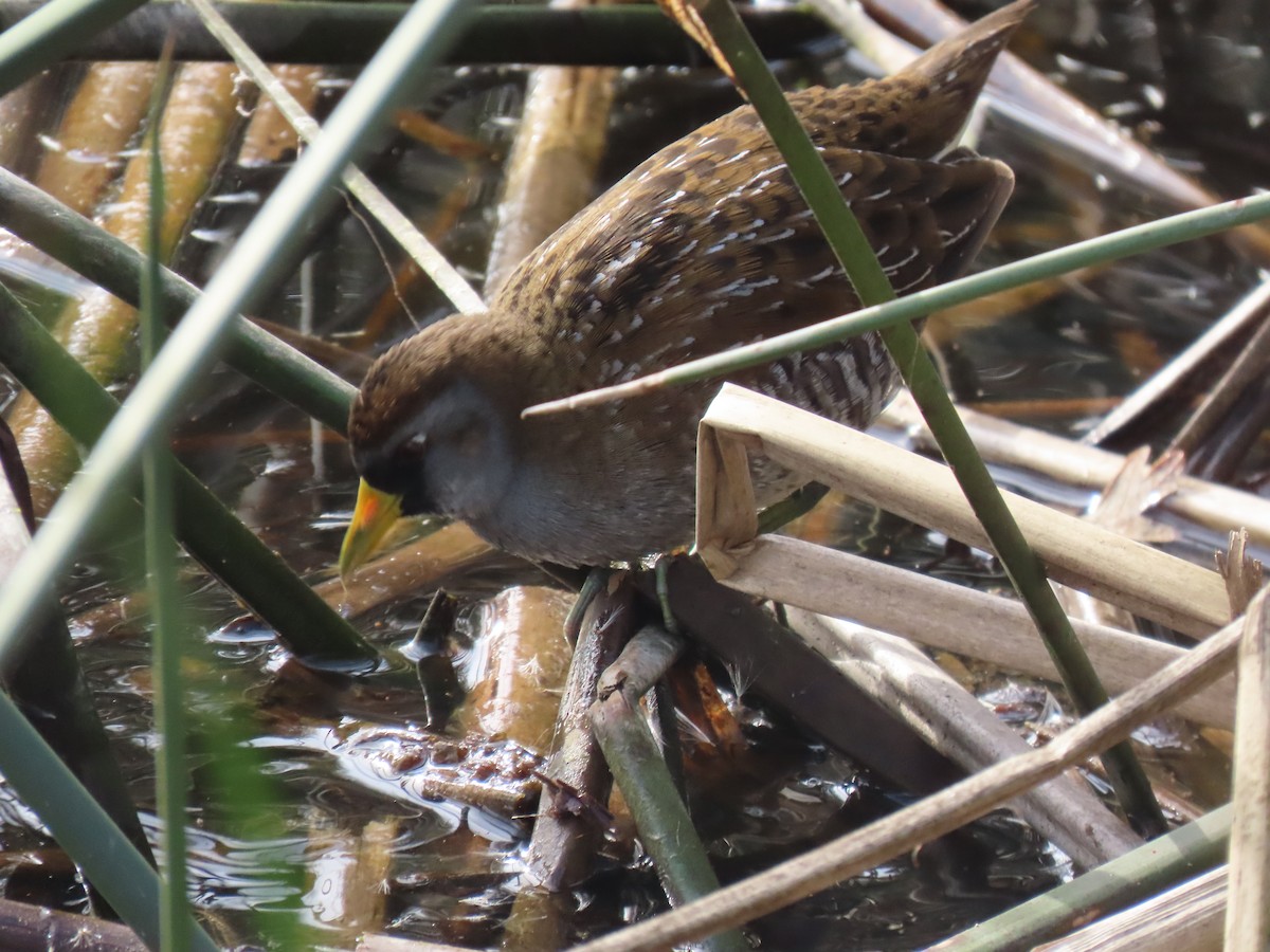 Sora uroilanda - ML647347187