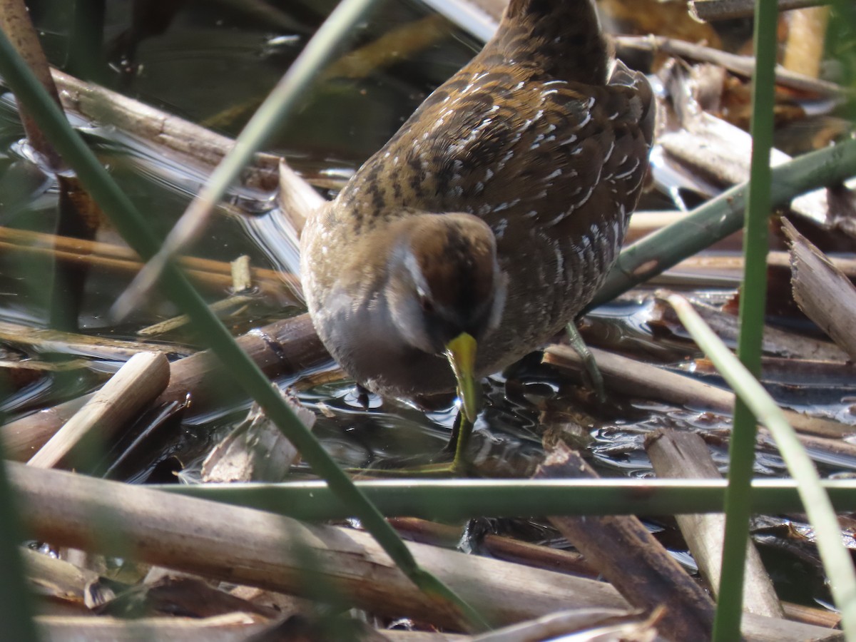 Sora uroilanda - ML647347188