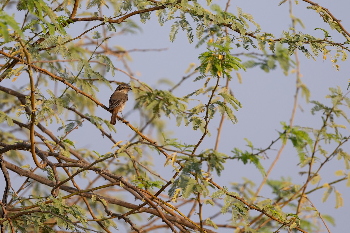 Antzandobi isabeldarra - ML647347189