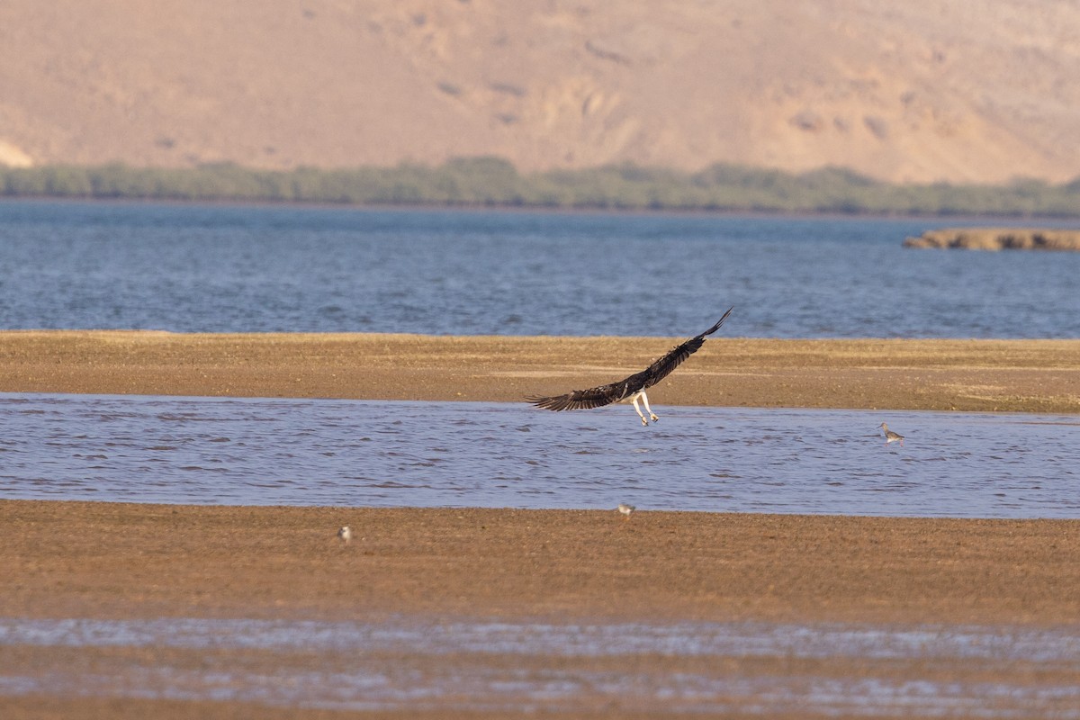 Arrano arrantzalea - ML647347191