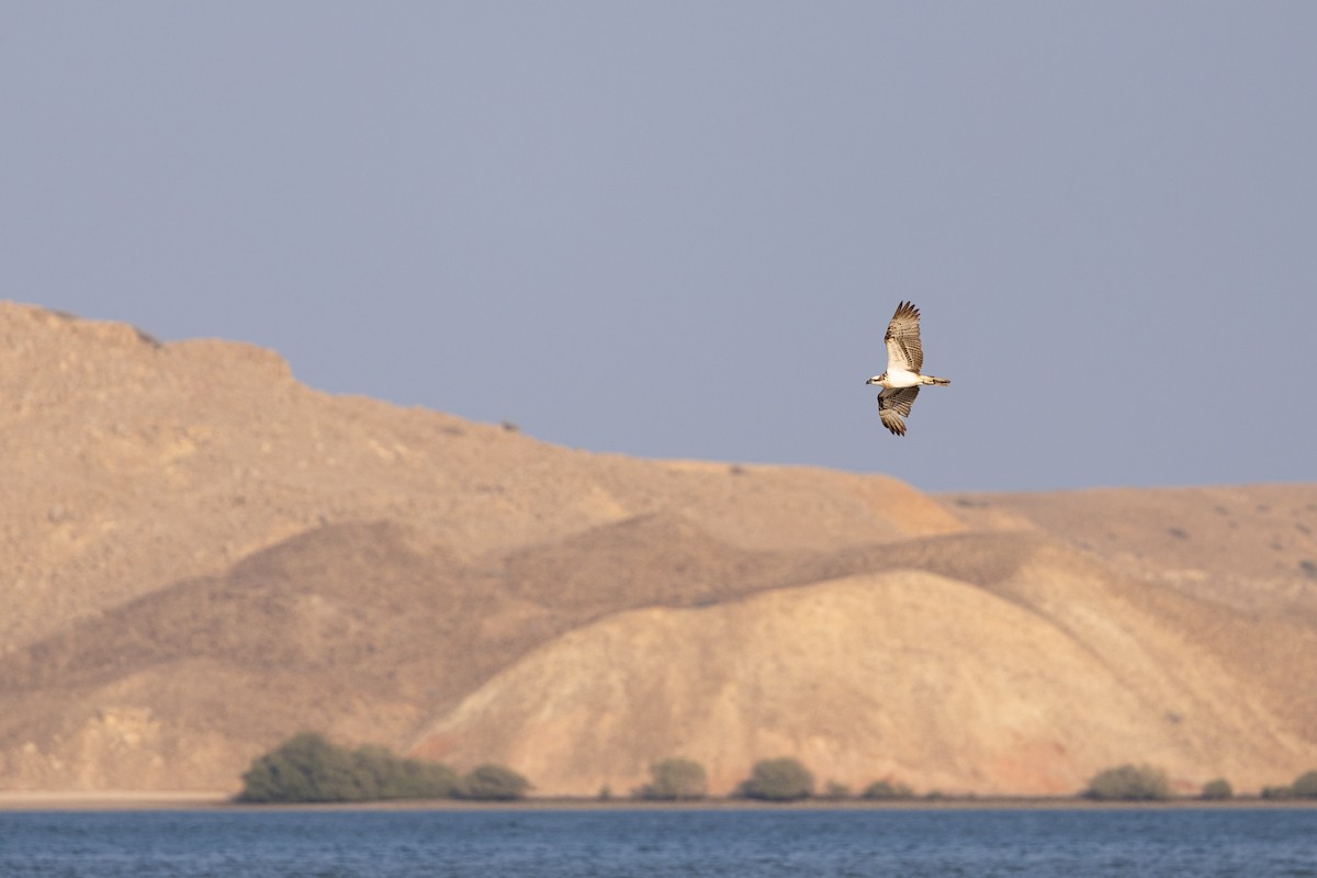 Arrano arrantzalea - ML647347192