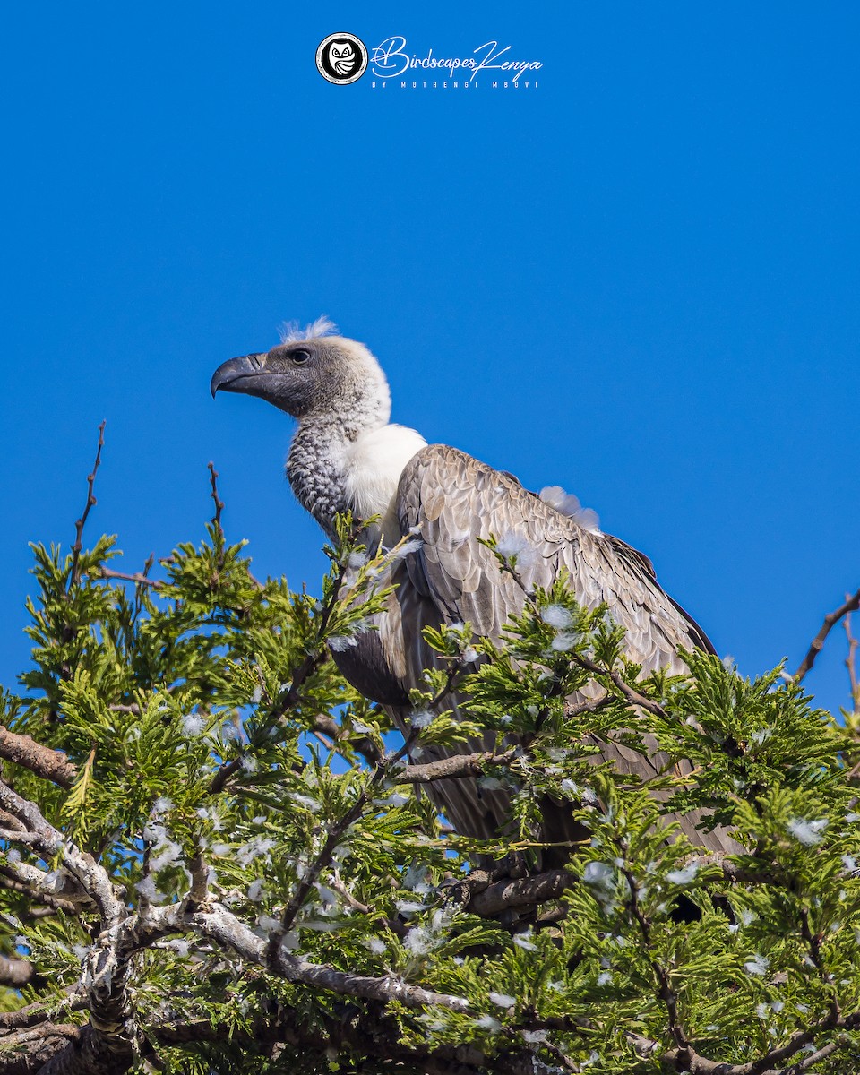 Sai gibelzuri afrikarra - ML647347193