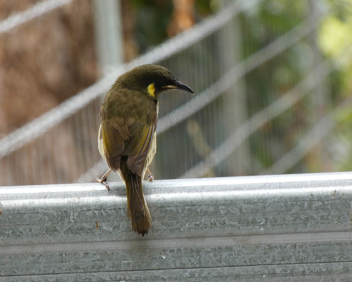 Lewin's Honeyeater - ML647347194