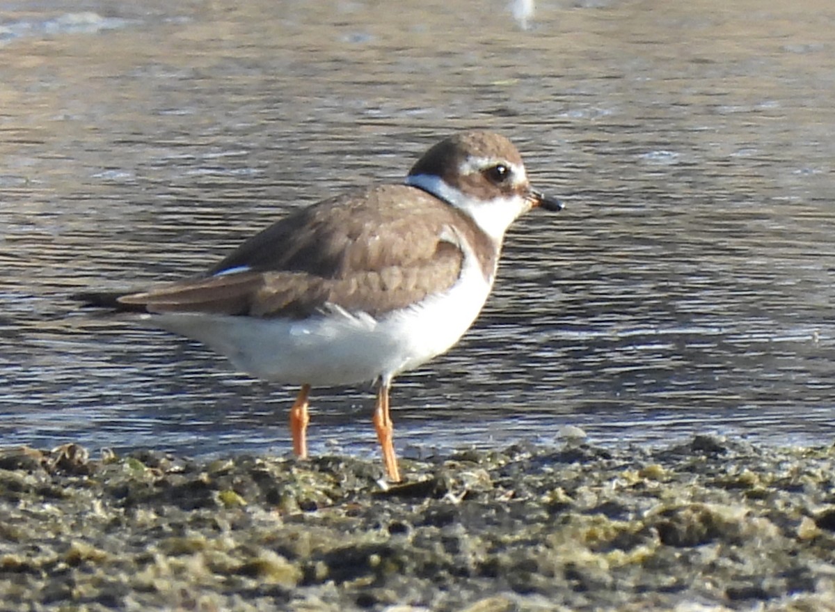 Txirritxo handia - ML647347196