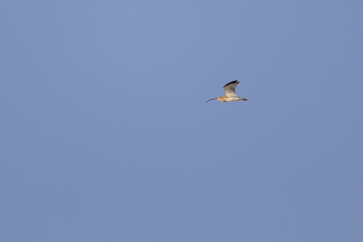 Kurlinta handia - ML647347199