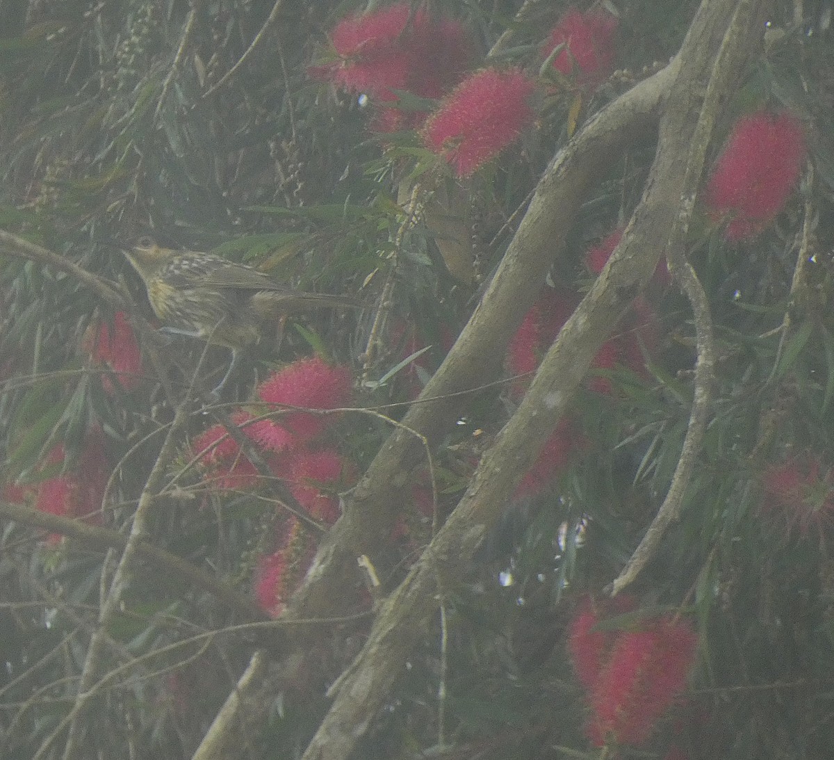 Macleay's Honeyeater - ML647347200