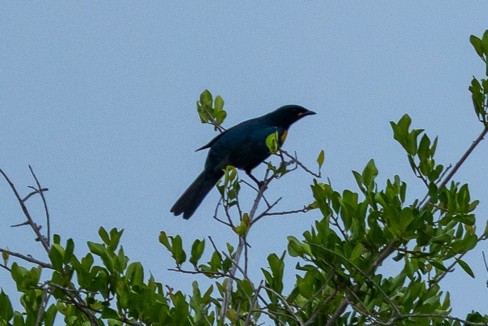 Black Cuckooshrike - ML647347213