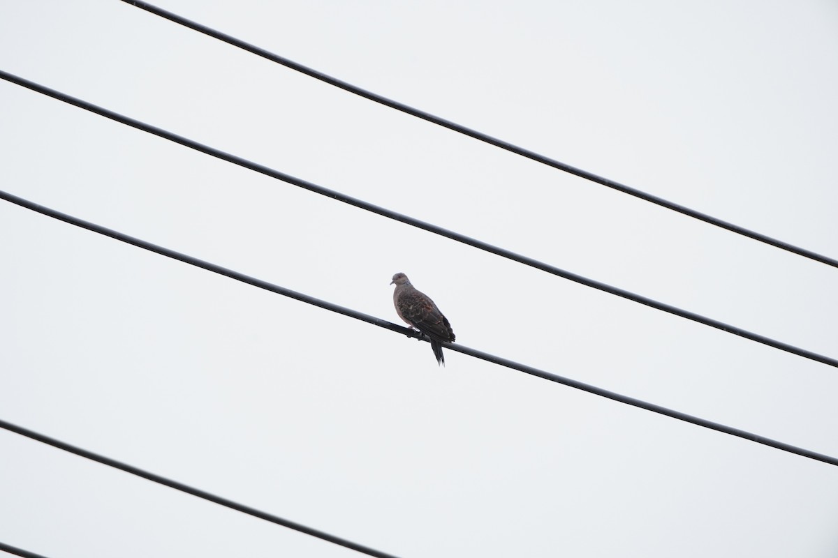 Oriental Turtle-Dove - ML647347238