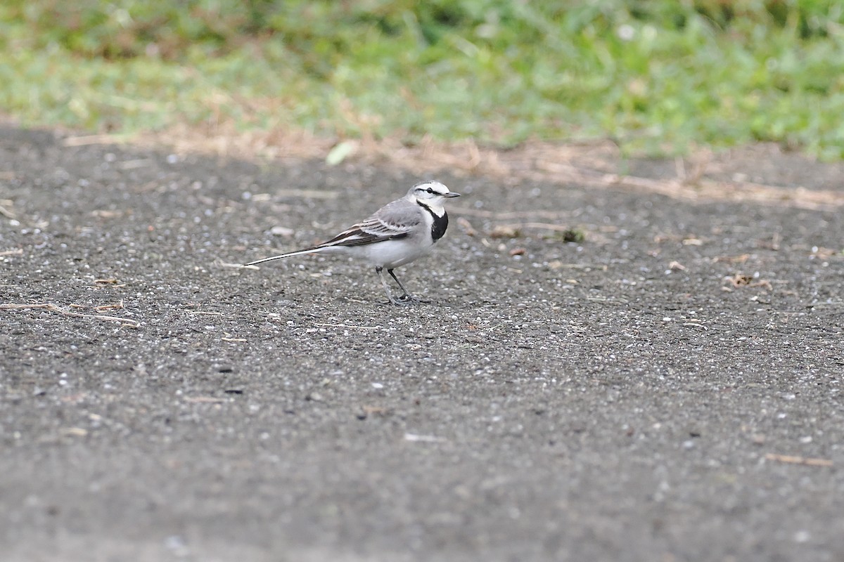 linerle (ocularis) - ML647347239