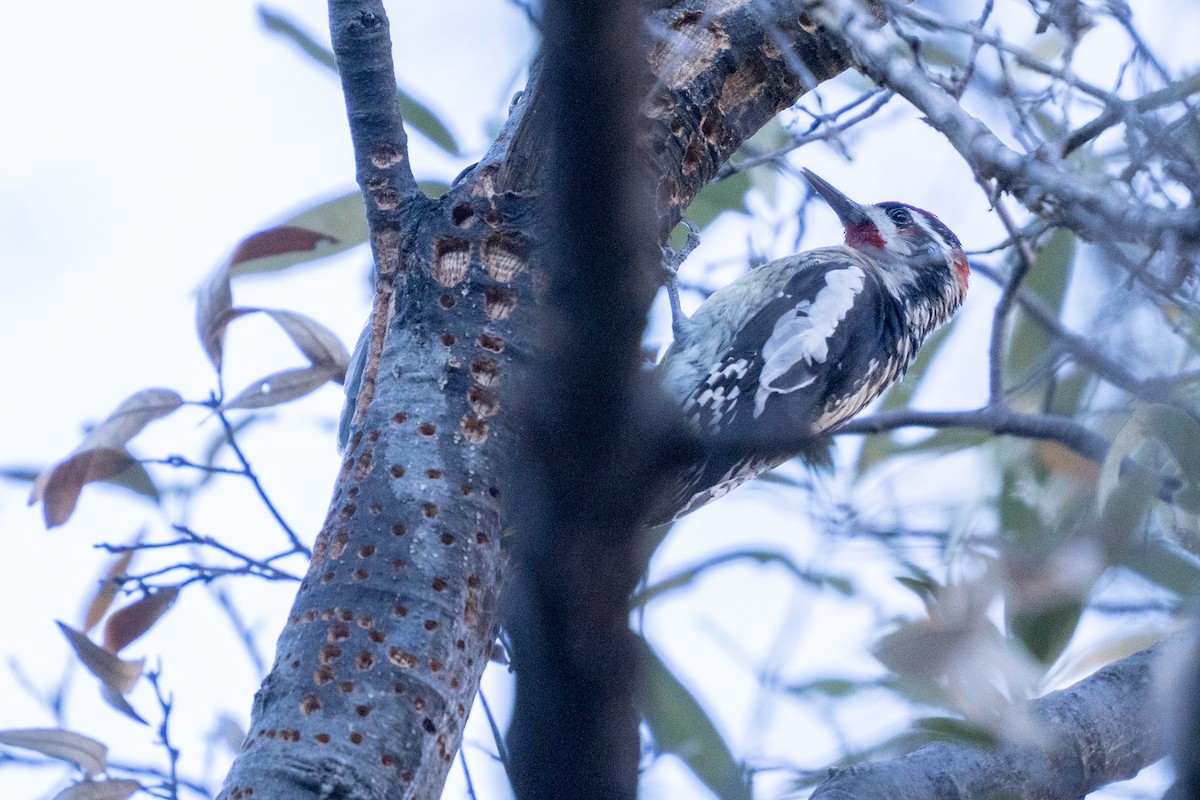 Rotnacken-Saftlecker - ML647347245