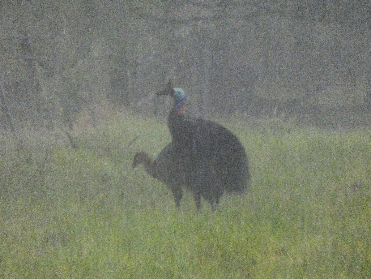 toflikkasuar - ML647347248