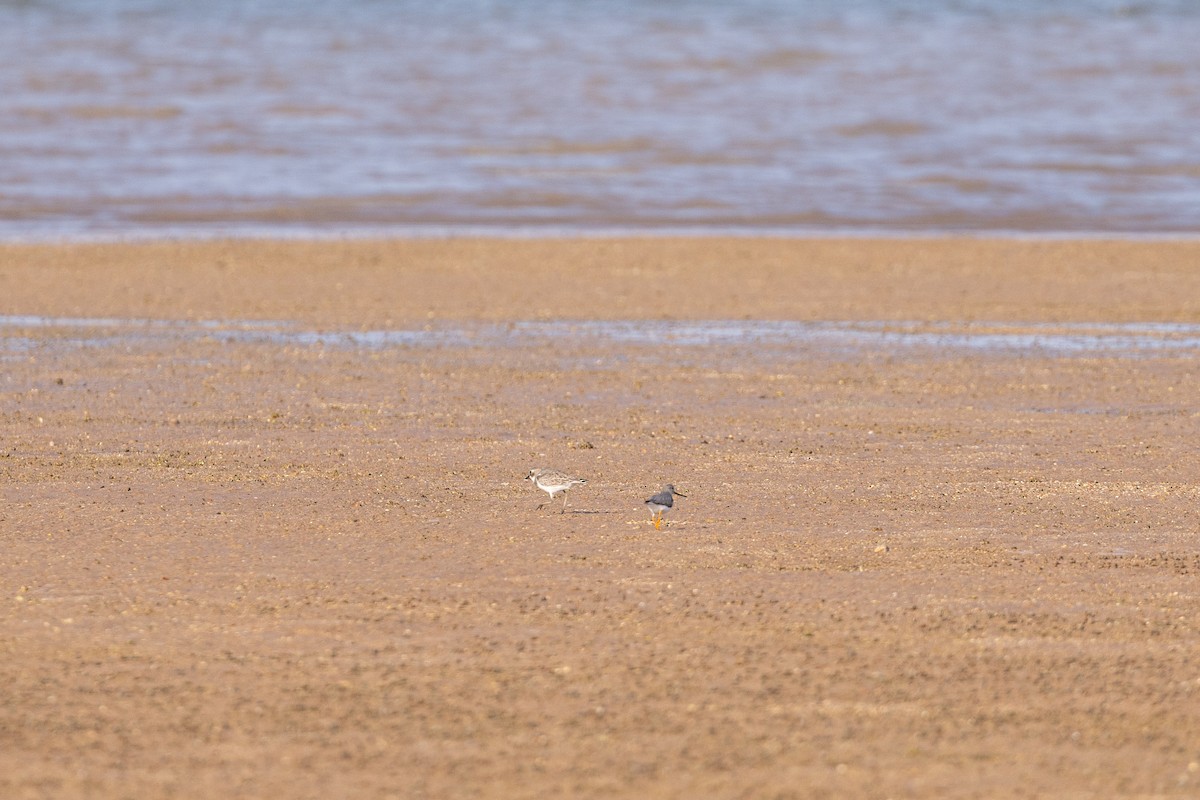 ביצנית אפורה - ML647347259