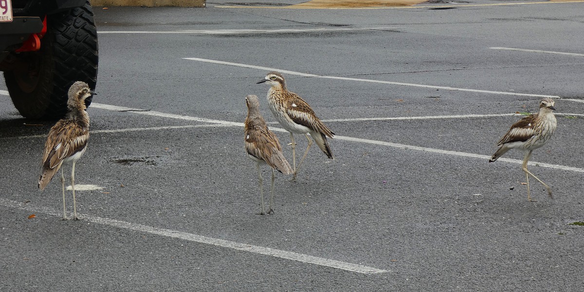 Bush Thick-knee - ML647347264