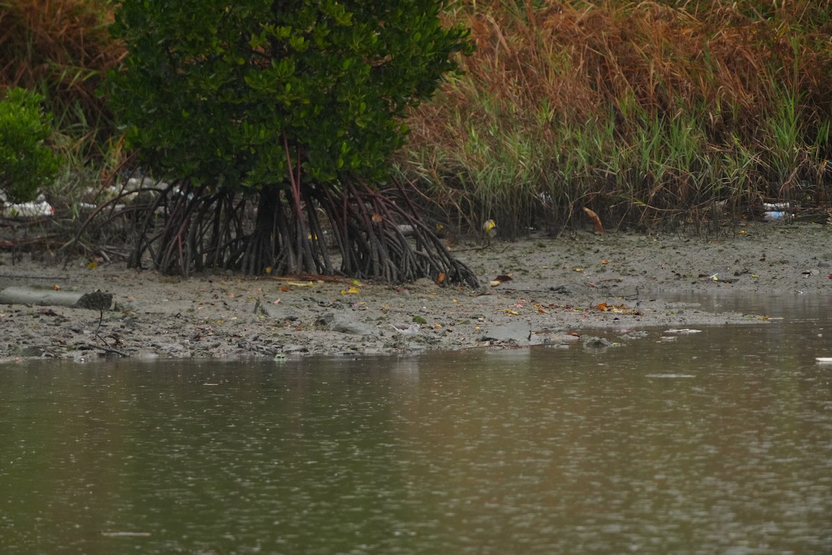 Common Greenshank - ML647347283