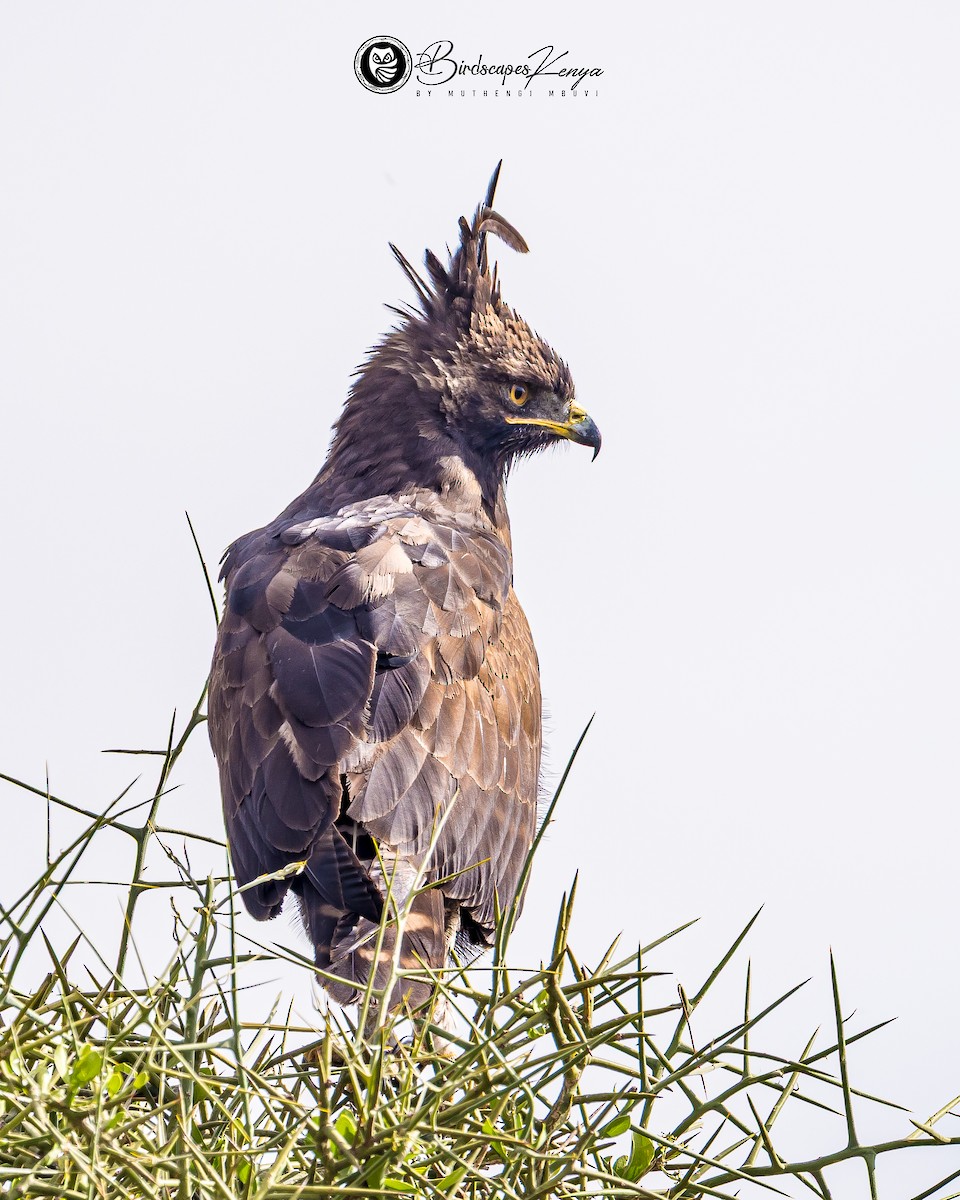 Long-crested Eagle - ML647347284