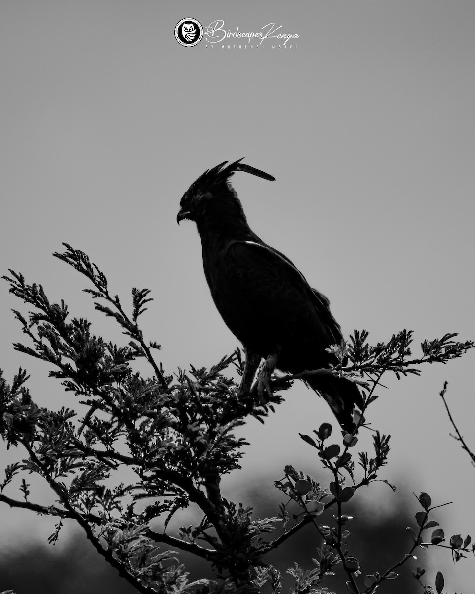 Long-crested Eagle - ML647347285