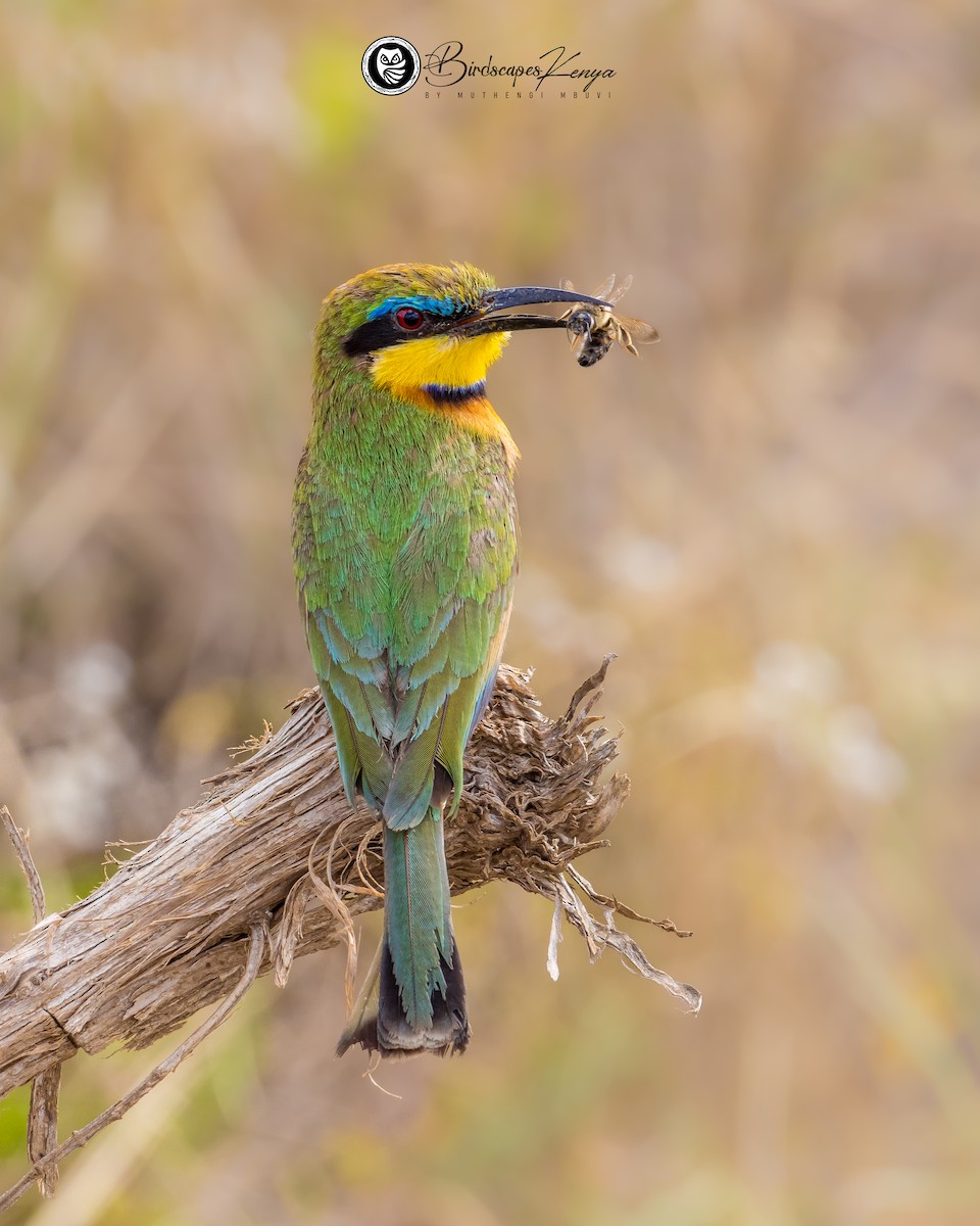 Little Bee-eater - ML647347298