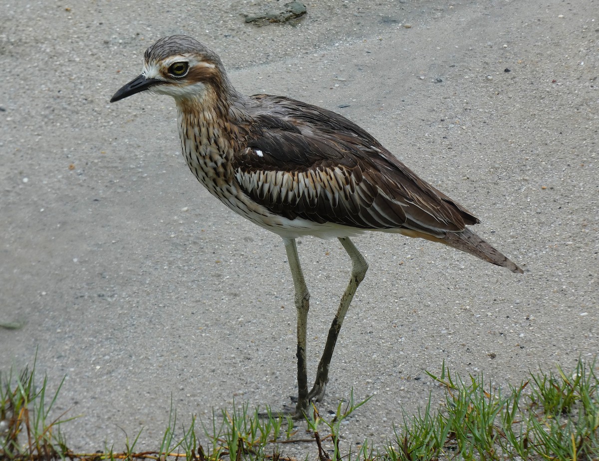Bush Thick-knee - ML647347315