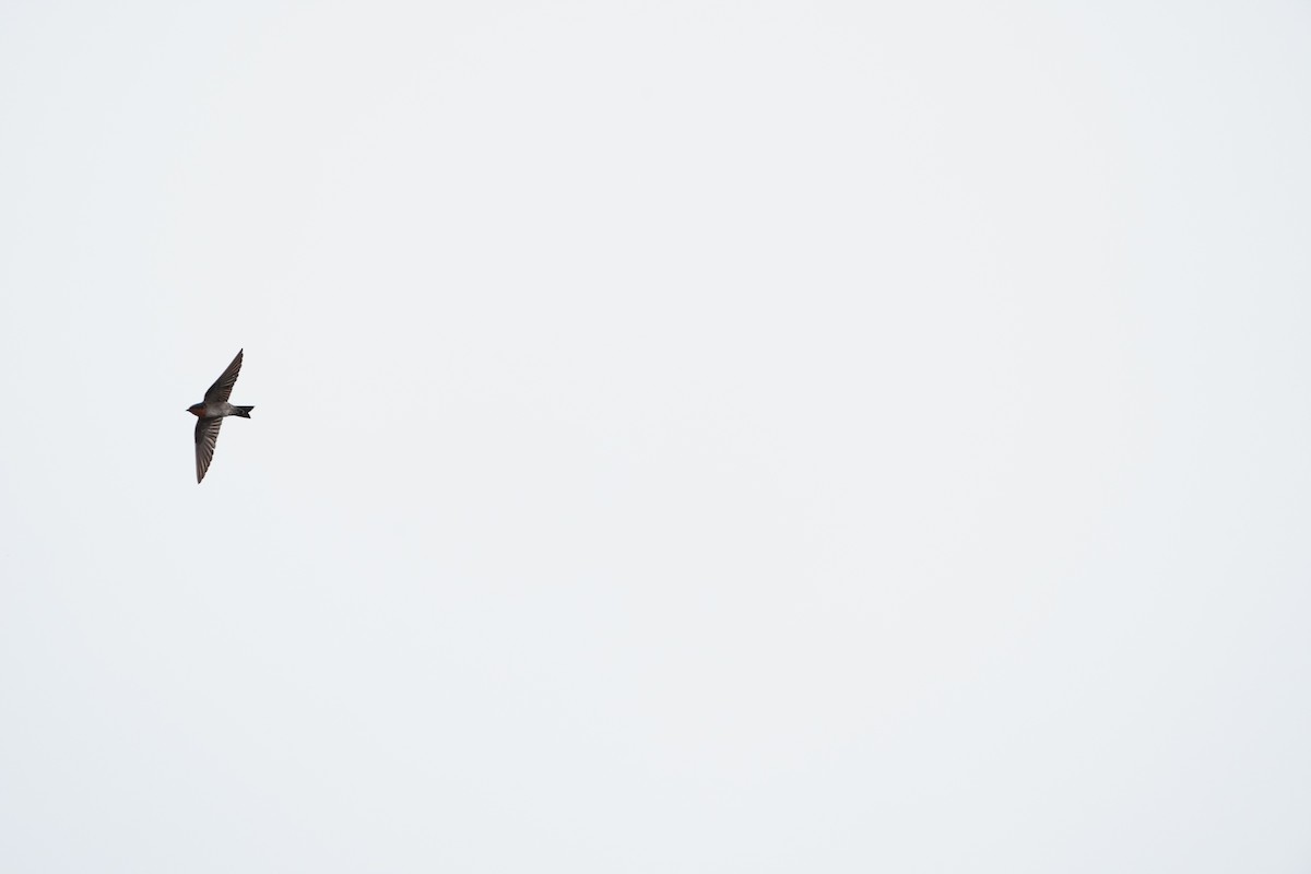 洋燕 - ML647347320