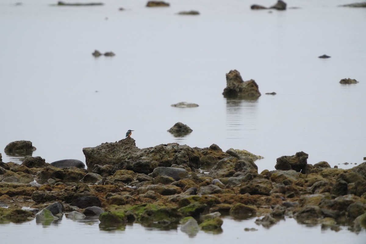 翠鳥 - ML647347345