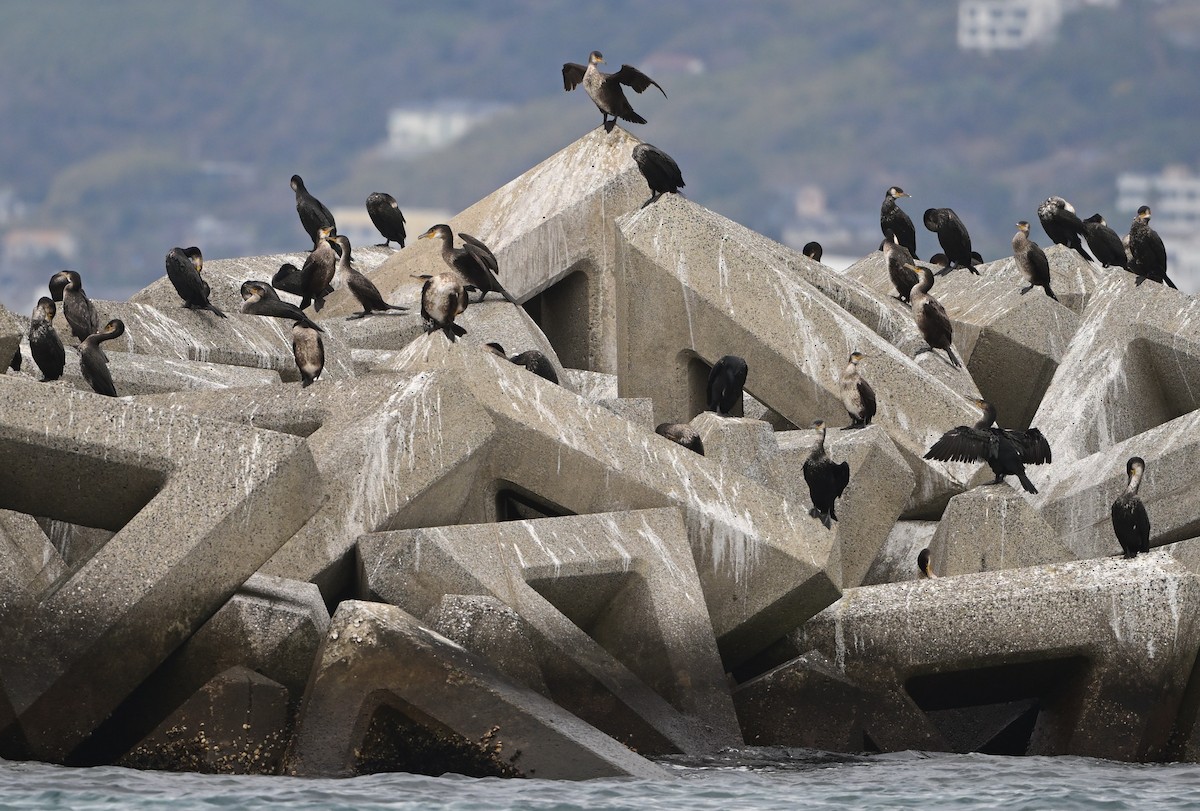 Japanese Cormorant - ML647347359