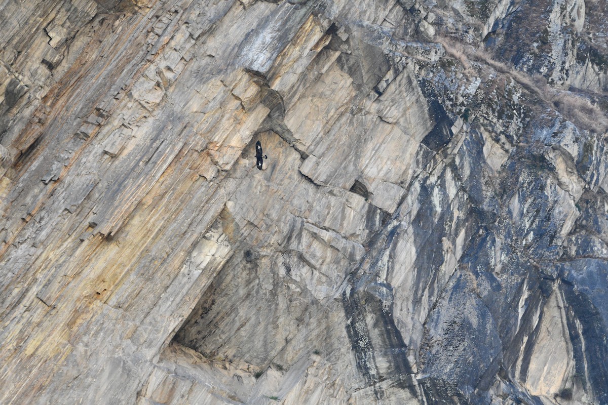 Golden Eagle - ML647347362